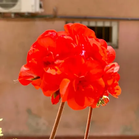 Sublime T1 Mediterraneen Centre Avec Terrasse * Ajaccio (Corsica)