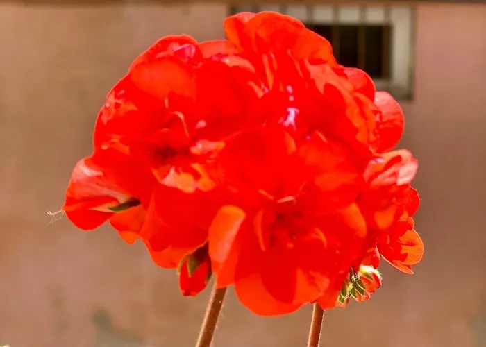 Sublime T1 Mediterraneen Centre Avec Terrasse * Ajaccio (Corsica)